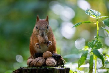 До Києва йде похолодання: коли знизиться температура (інфографіка)