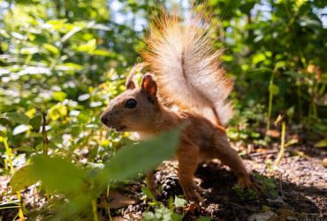 Сегодня в Киеве будет самый свежий день недели