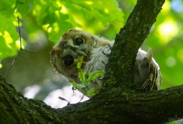 Сьогодні у Києві потеплішає на кілька градусів