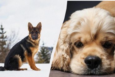 Не любят быть наедине с собой: 10 пород собак, которые тяжело переносят разлуку с хозяином