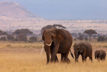 Слоны зовут друг друга по имени, так же как люди, - исследование