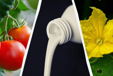 Какие растения можно и нужно поливать кефиром: список и правила обработки