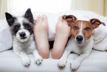 Не завадять вашому сну: 10 порід собак, з якими комфортно спати в одному ліжку