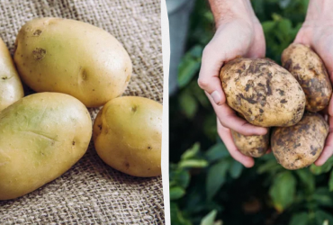 Чому зеленіє картопля: чи можна їсти такий коренеплід, що з ним робити