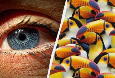 Удивительно сложная головоломка: надо найти пеликана среди десятков туканов за 7 секунд