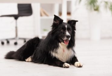 Які собаки не ладнають із дітьми: кінолог назвав три найнебезпечніші породи