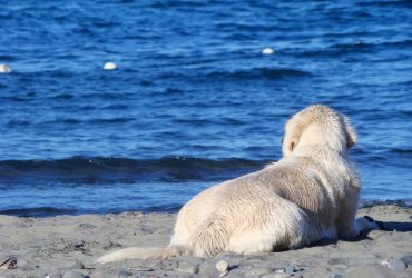 Ніжні гіганти: названо топ-3 породи собак
