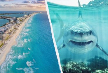 Не Египет: названы страны мира, где акулы чаще всего кусают туристов