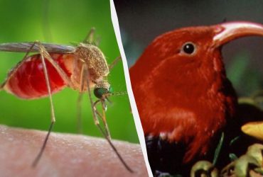 На Гаваях выпустили миллионы комаров, чтобы спасти редких птиц от вымирания