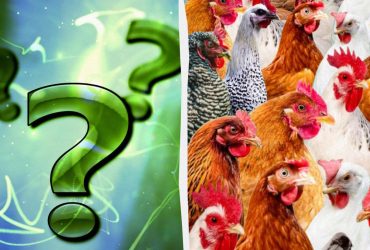 Усі бачать курей, а треба знайти хитрого півня за 7 секунд: підступна головоломка