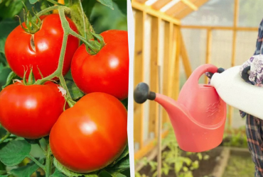 Усього одна ложка - томати одразу почервоніють: важливе підживлення в липні