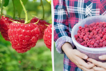 Завалить урожаєм: потрібно в липні полити малинник одним добривом