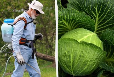 Борюсь с белокрылкой только так и забываю на месяц: дедовский метод