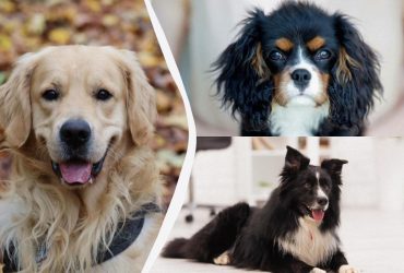 Вони випромінюють щастя: названо 10 найвеселіших порід собак