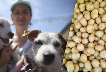 Чи можна собакам їсти картоплю: ветеринари назвали всі нюанси