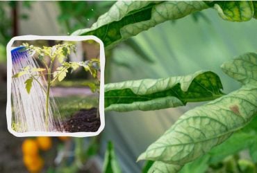 У помидора скрутились листья: что действительно поможет