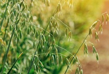 Каким будет последний месяц лета в Украине: синоптик поделилась прогнозом