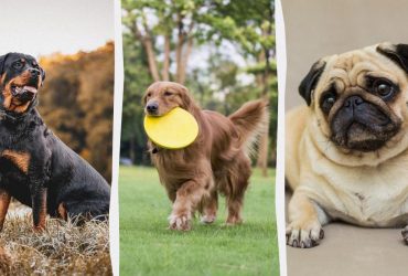 Собаки-попрошайки: 10 пород, которые мастерски выпрашивают еду у вашего стола