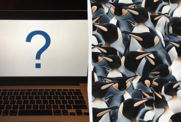 Кожен бачить пінгвінів, а треба знайти сороку за 9 секунд: головоломка на уважність