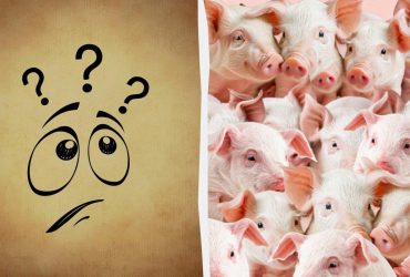 Надо найти чудака среди поросят за 7 секунд: забавная оптическая иллюзия