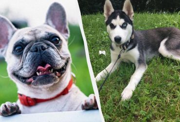 Справиться с ними будет непросто: 7 самых упрямых пород собак