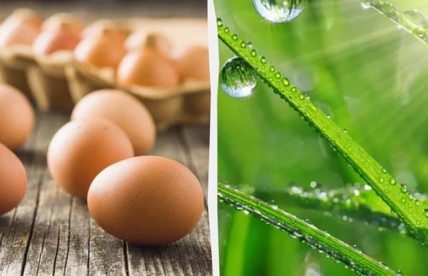 Чому сьогодні потрібно обов'язково зварити яйце: яке свято 4 червня, прикмети, заборони