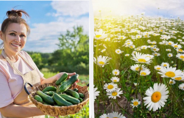 Остання вдала дата для посадки 1 овоча: яке свято 5 червня, прикмети, заборони дня