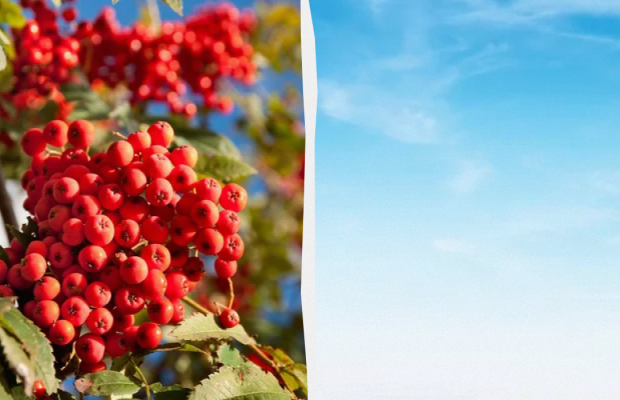 Сьогодні не можна виносити сміття: яке свято 7 червня, прикмети і заборони дня