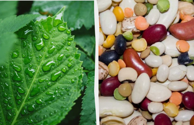 Сприятлива дата для посадки бобових: яке свято 13 червня, прикмети і заборони дня