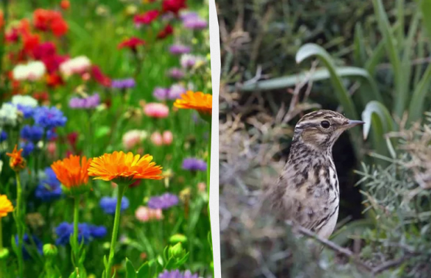 Жінкам потрібно полити квіти: яке свято 19 червня, прикмети і заборони дня