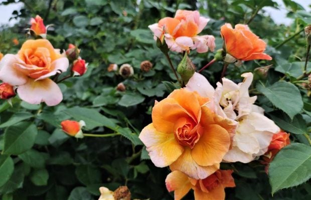 Троянди, лілії, лаванда: чим вражає київський ботсад Гришка влітку (фоторепортаж)