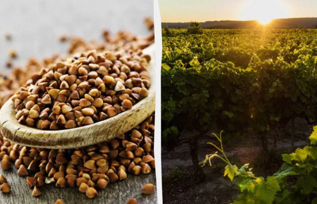 Чому сьогодні потрібно їсти гречану кашу: яке свято 26 червня, прикмети і заборони дня