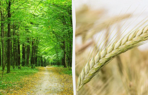 Залишки їжі не можна викидати у сміття: яке свято 28 червня, прикмети і заборони дня