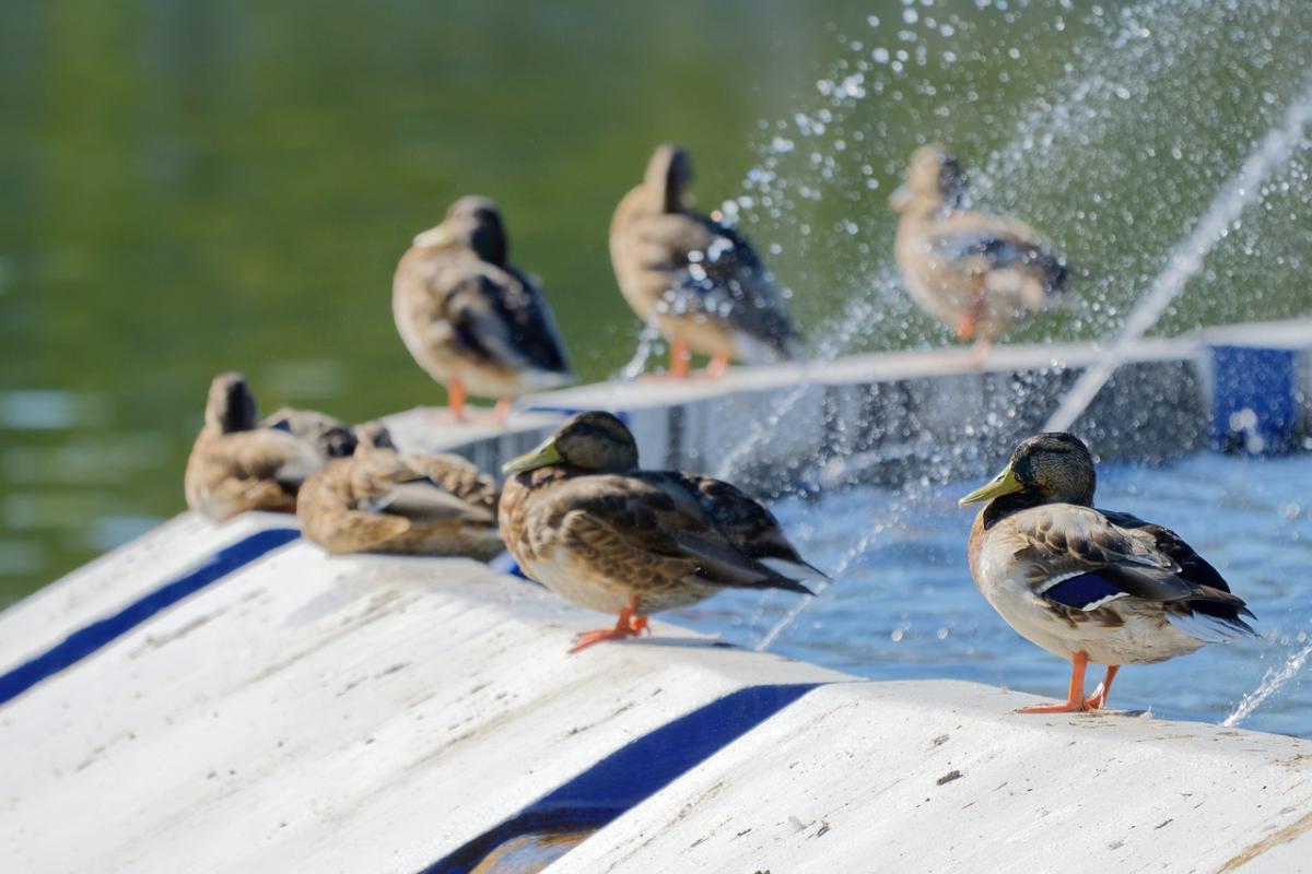 В Україні очікується посилення спеки / фото Pixabay