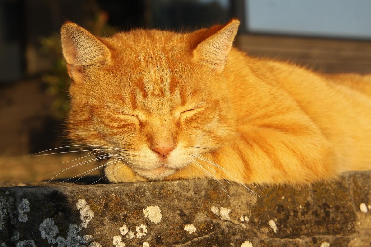Коти сплять до 20 годин на добу / фото Pixabay Коти сплять до 20 годин на добу / фото Pixabay