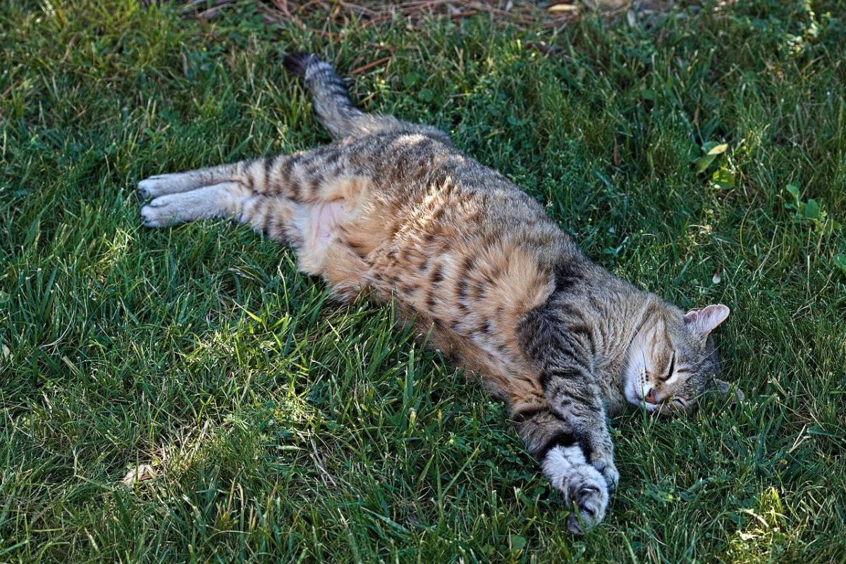 Сьогодні та завтра в Україні буде спекотно та майже без опадів / фото Pixabay