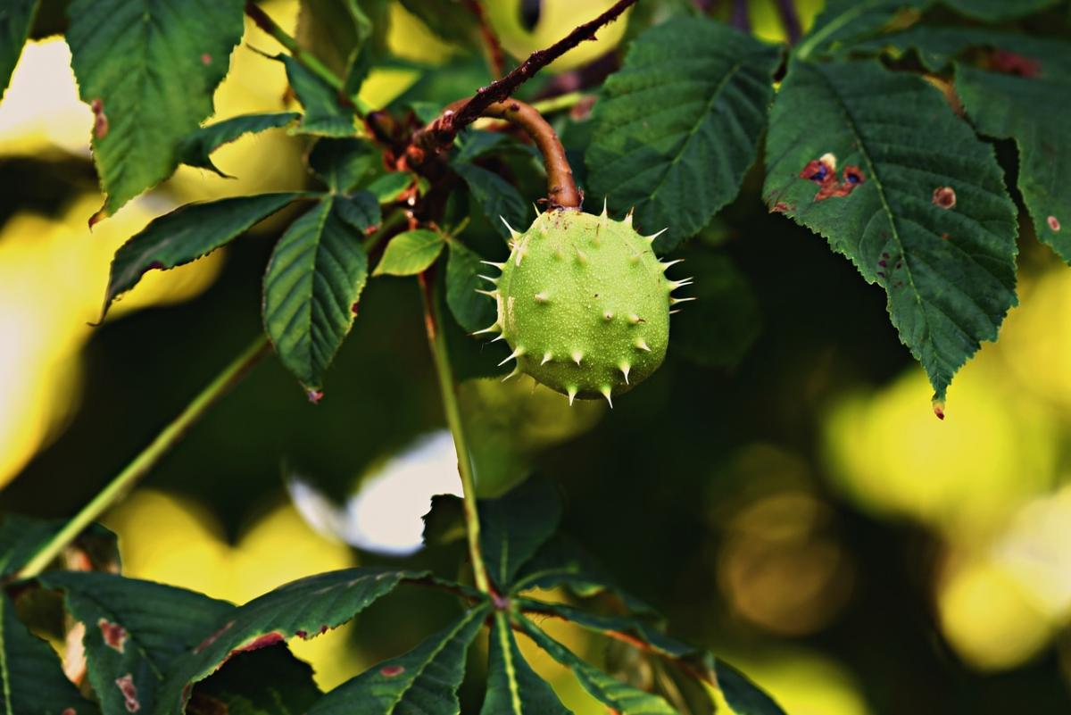 8 серпня в Києві буде тепло і сухо / фото Pixabay 8 серпня в Києві буде тепло і сухо / фото Pixabay