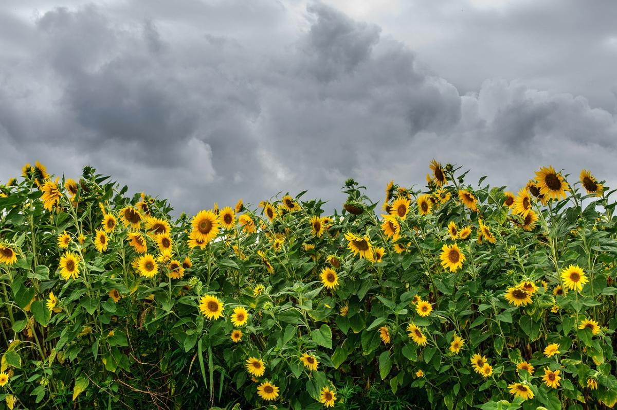 17 августа с запада в Украину начнут заходить грозы / фото Pixabay 17 августа с запада в Украину начнут заходить грозы / фото Pixabay