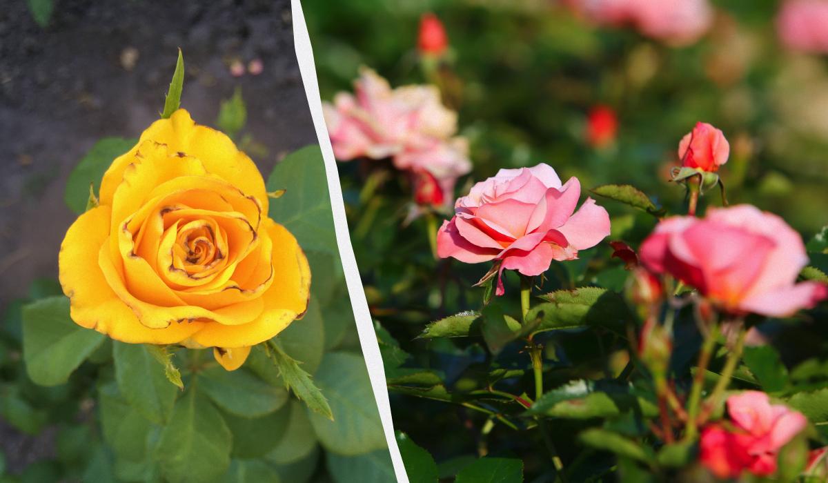 Трипсы - фото, как выглядят пораженные цветы (слева) / коллаж УНИАН, фото УНИАН, pixabay.com