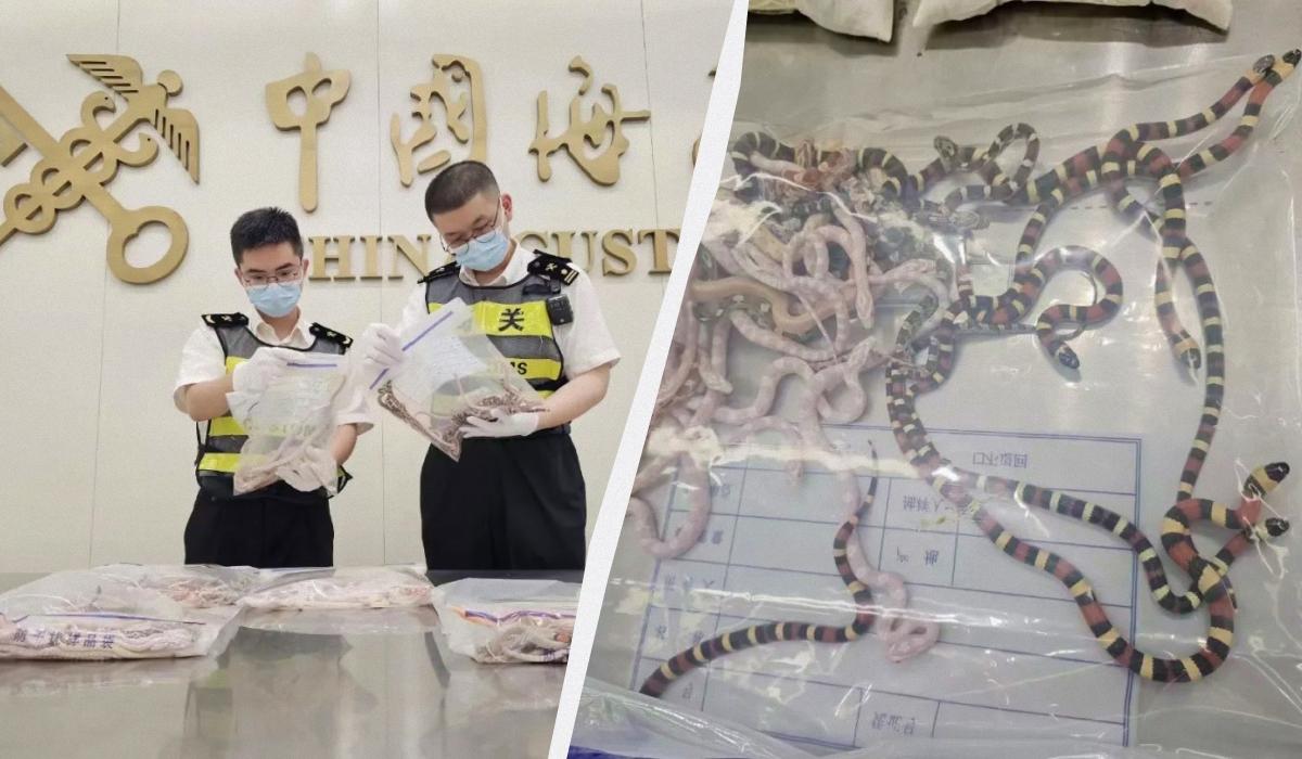 Чоловік ховав у штанах 104 змії / колаж УНІАН, фото mp.weixin.qq.com Чоловік ховав у штанах 104 змії / колаж УНІАН, фото mp.weixin.qq.com