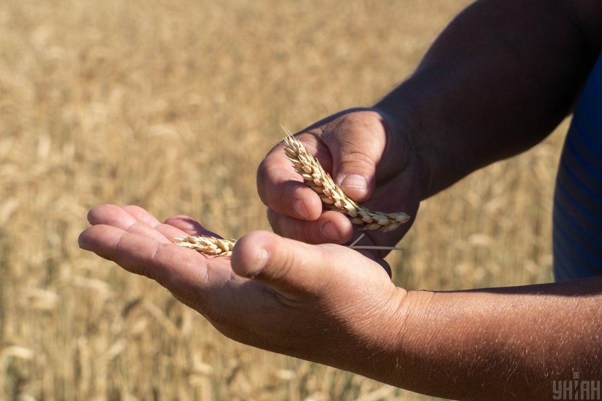 'Происходят ужасные вещи': украинские аграрии не хотят торговать с Африкой, несмотря на высокий спрос