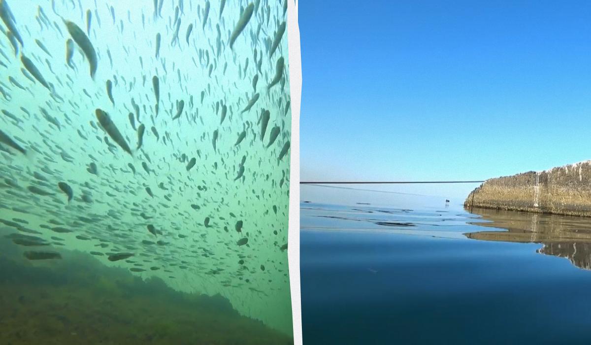 Вследствие жары морская вода очень сильно прогрелась / коллаж УНИАН, скриншоты с видео Вследствие жары морская вода очень сильно прогрелась / коллаж УНИАН, скриншоты с видео