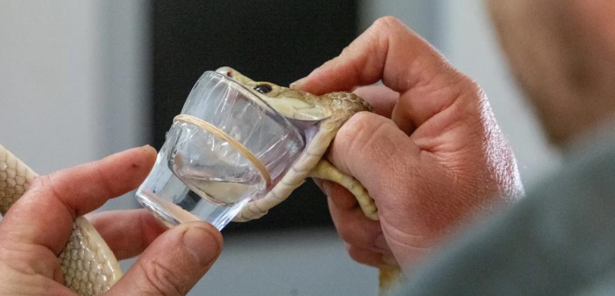 Прибережні тайпани - один із найотруйніших видів змій на Землі / фото Australian Reptile Park Прибережні тайпани - один із найотруйніших видів змій на Землі / фото Australian Reptile Park