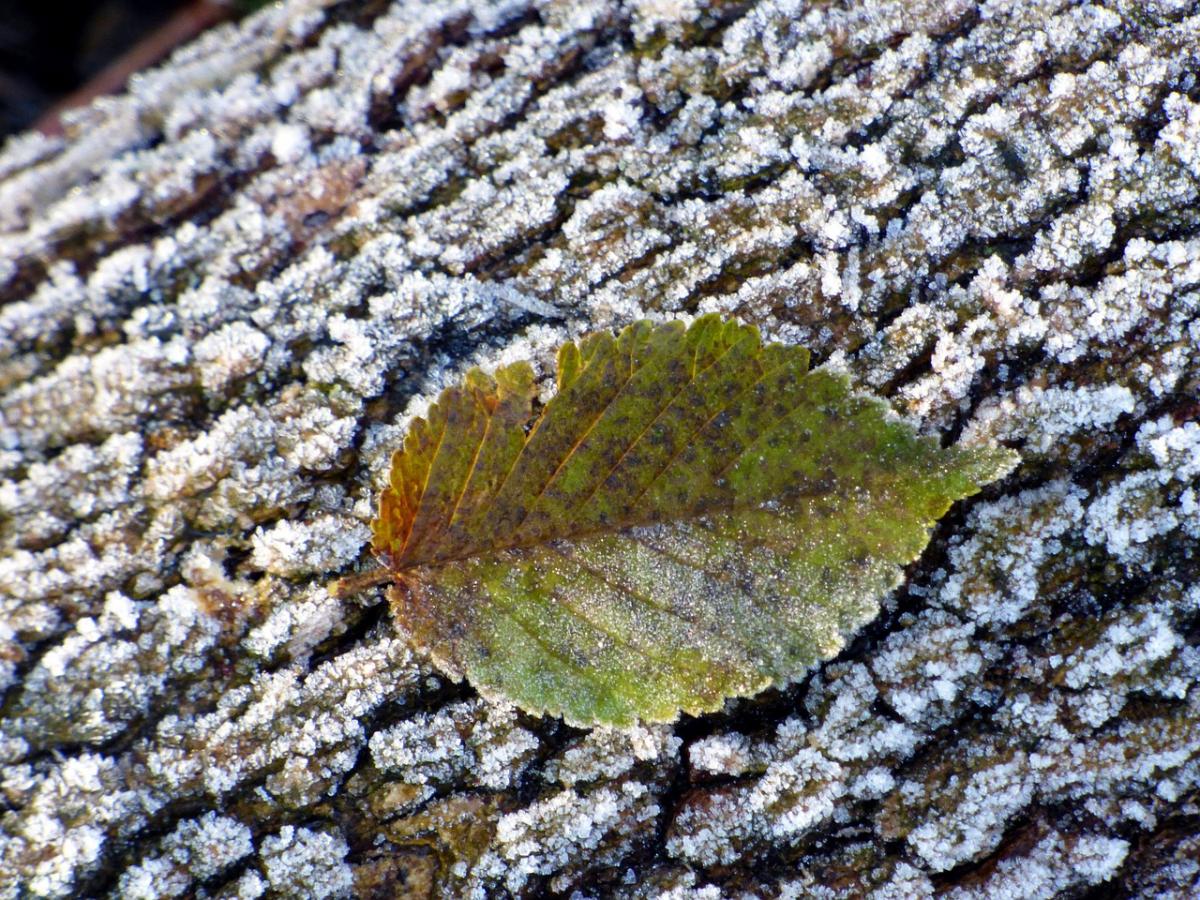 Нфото Eric Michelat / Pixabay Нфото Eric Michelat / Pixabay