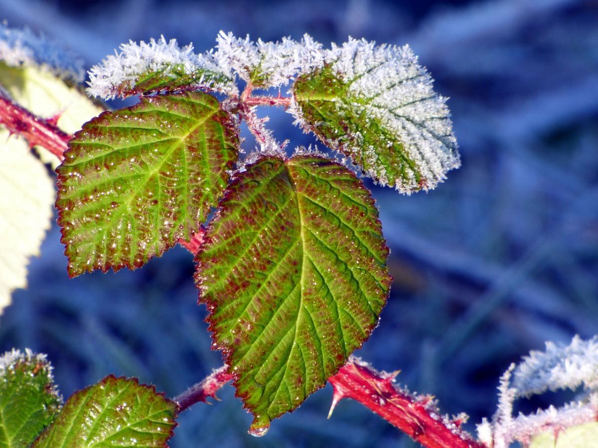 Первые заморозки в Украине будут в конце осени / фото Eric Michelat / Pixabay Первые заморозки в Украине будут в конце осени / фото Eric Michelat / Pixabay