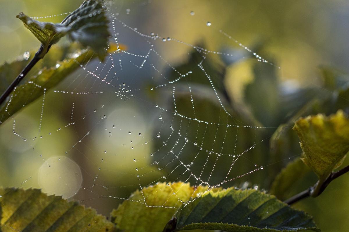 У кількоїх областях 5 липн дощитиме / фото Pixabay