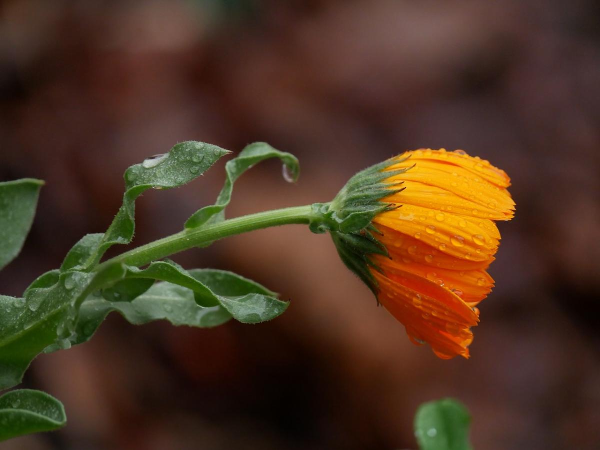 Цього тижня в Україні подекудид ощитиме / фото Pixabay Цього тижня в Україні подекудид ощитиме / фото Pixabay