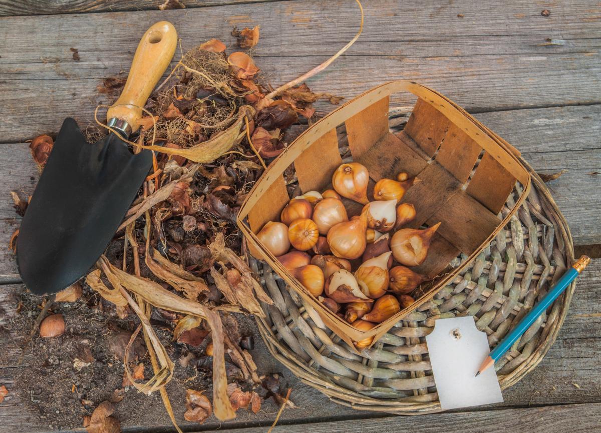 Як зберігати цибулини тюльпанів після викопування до весни