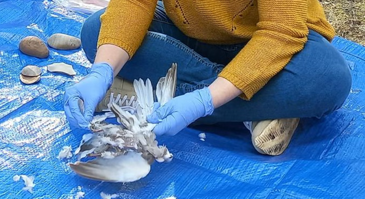 Вчені використовували крем'яний інструмент для оброблення птахів / фото Mariana Nabais Вчені використовували крем'яний інструмент для оброблення птахів / фото Mariana Nabais
