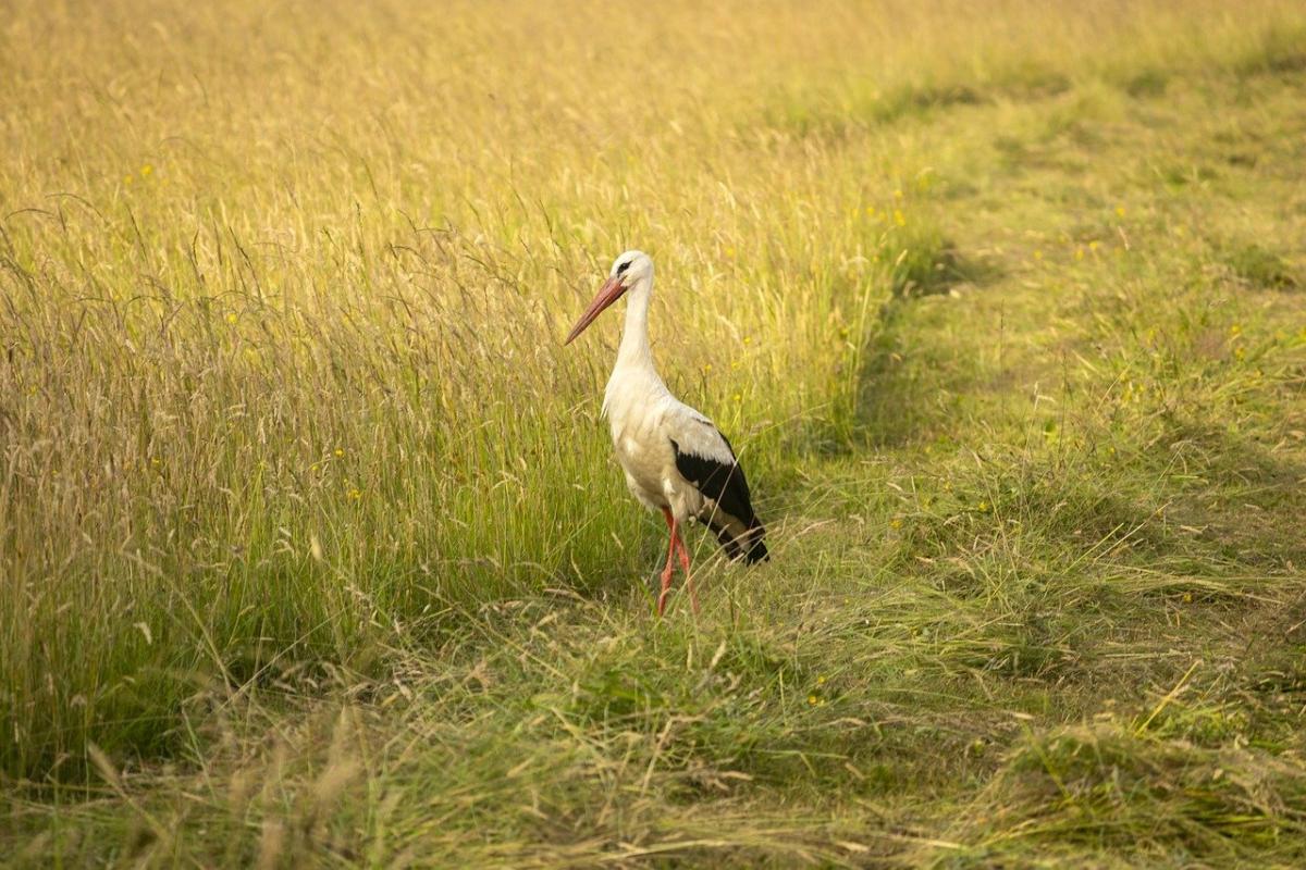 2 серпня в багатьох областях України буде 30-градусна спека / фото Pixabay